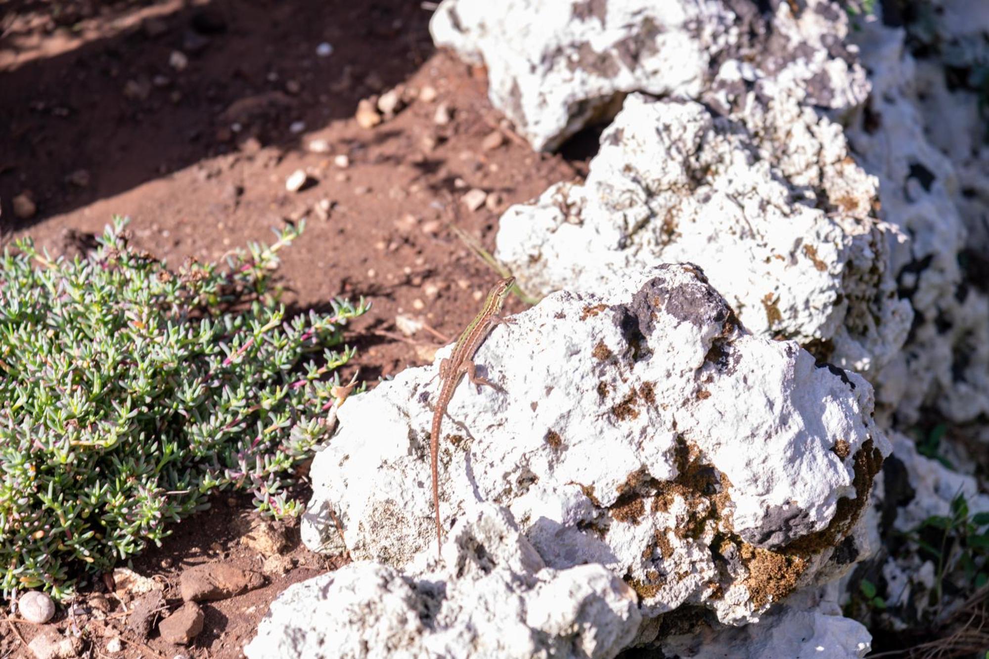 Masseria Caliani Borgagne Exteriér fotografie